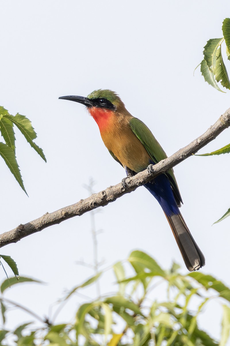 Red-throated Bee-eater - ML646591498