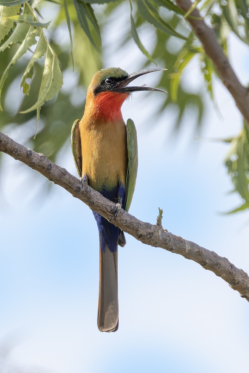 Red-throated Bee-eater - ML646591499