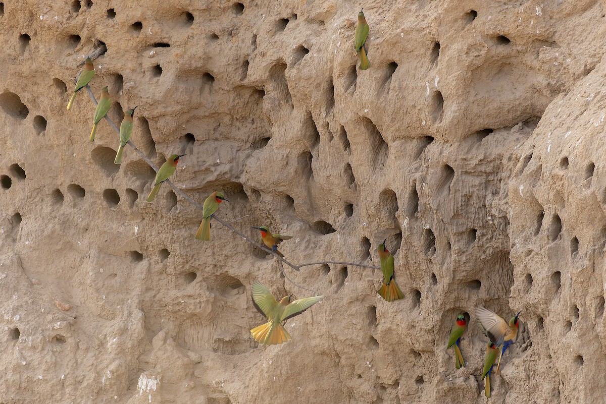 Red-throated Bee-eater - ML646591500