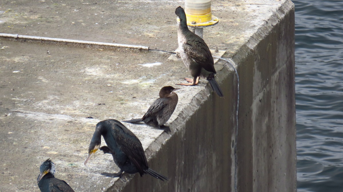 Pygmy Cormorant - ML646591501