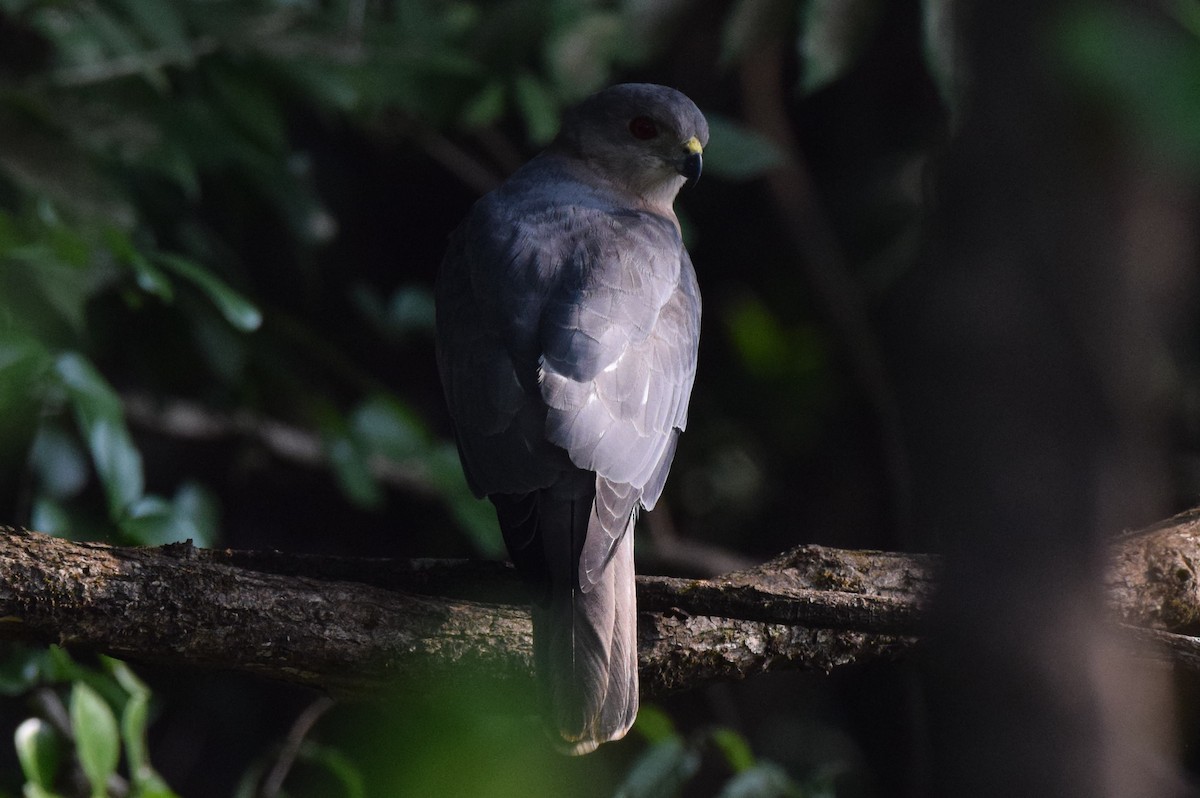 褐耳鷹 - ML646591513