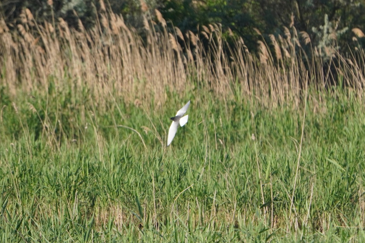 白翅黑燕鷗 - ML646591515