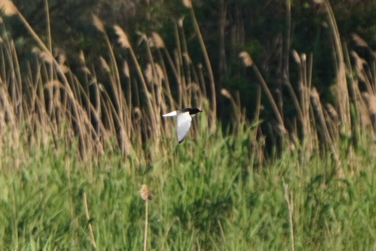 白翅黑燕鷗 - ML646591516