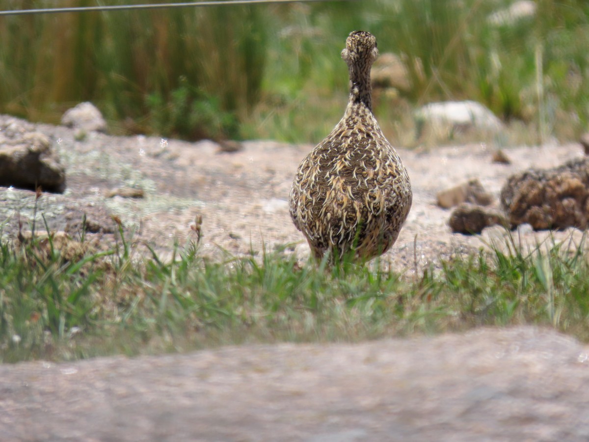 Spotted Nothura - ML646591518