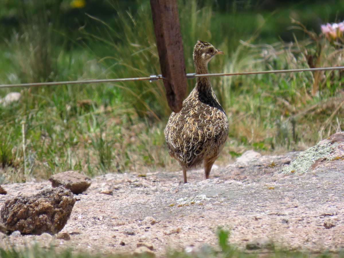 Spotted Nothura - ML646591519