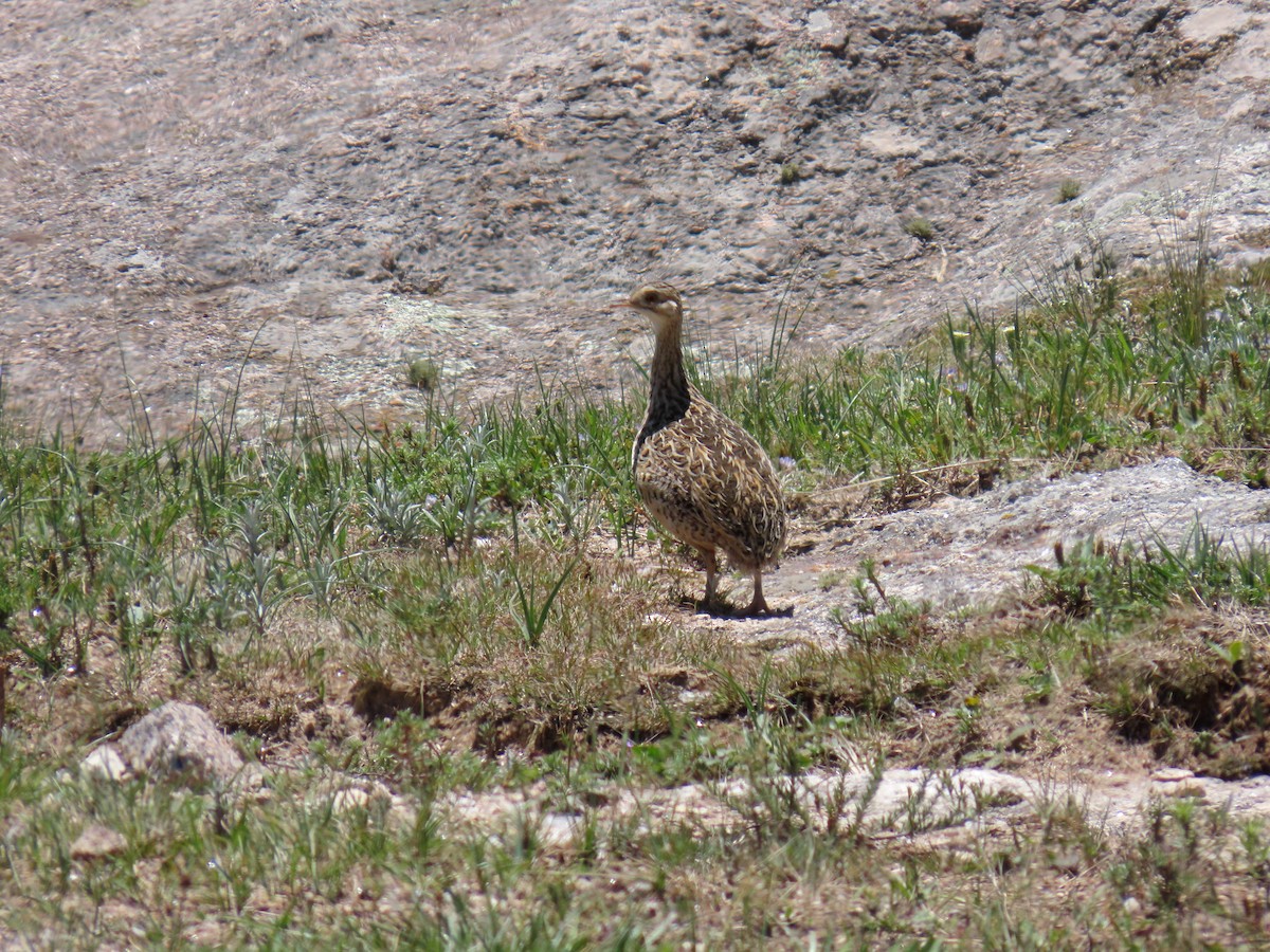 Spotted Nothura - ML646591520