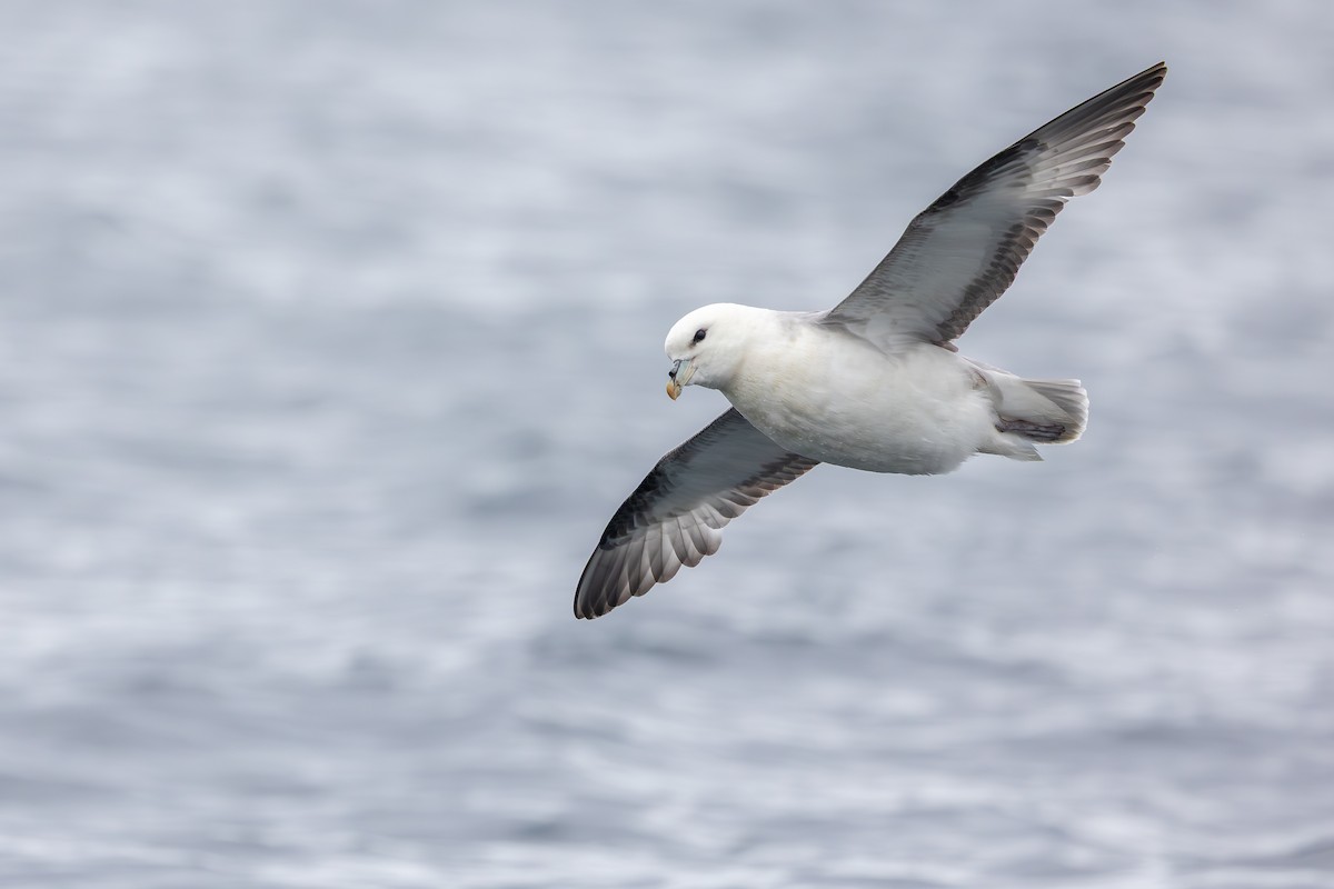 暴風鸌 - ML646591524