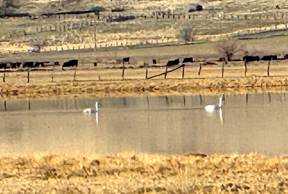 Trumpeter Swan - ML646591529