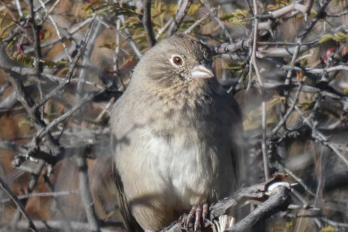 Canyon Towhee - ML646591533