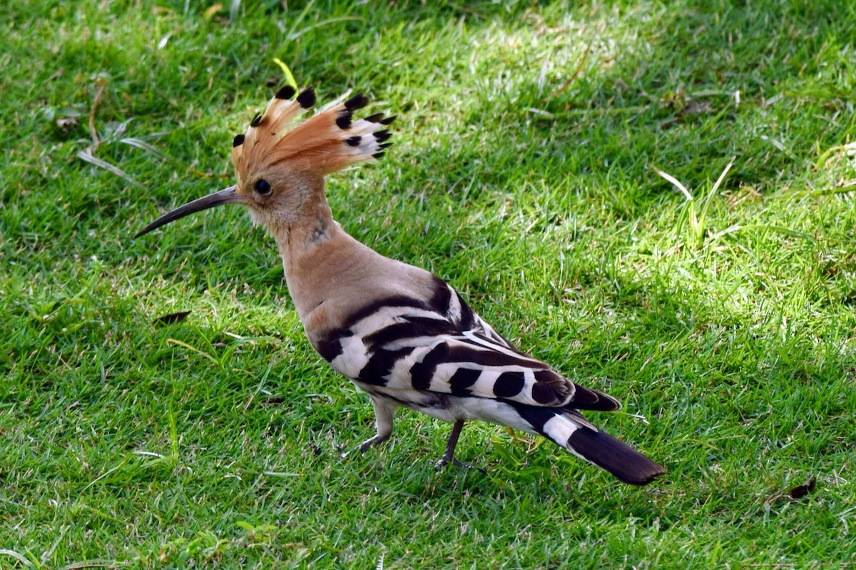 Common Hoopoe - ML646591538