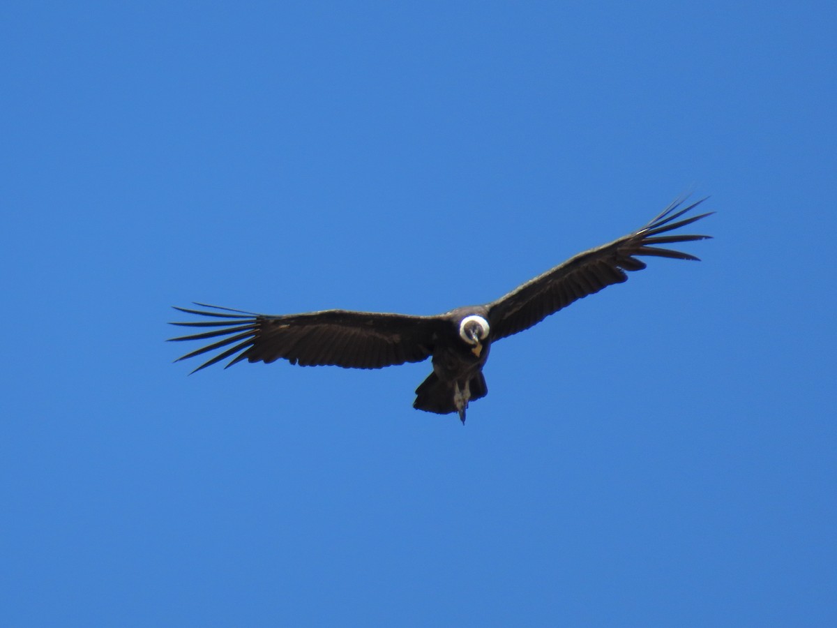 Andean Condor - ML646591539