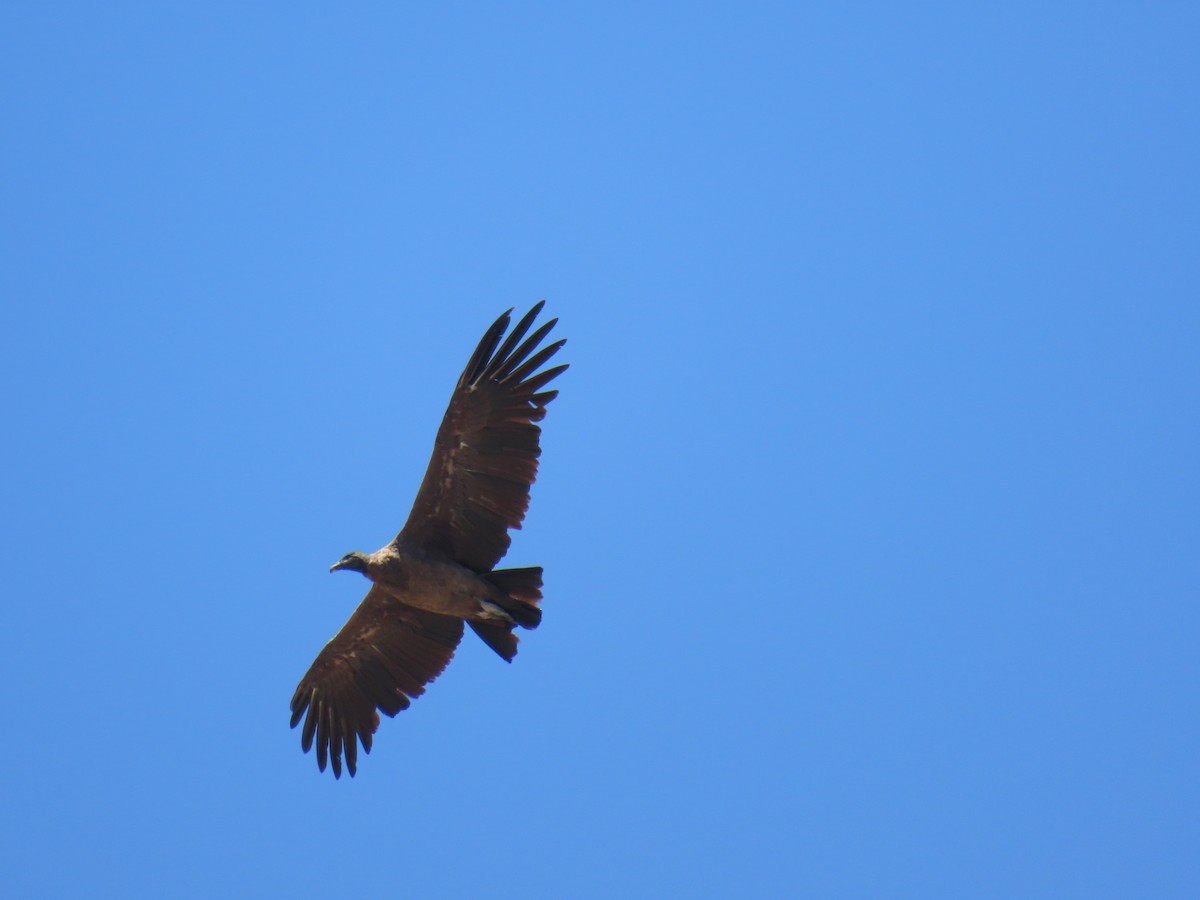 Andean Condor - ML646591540