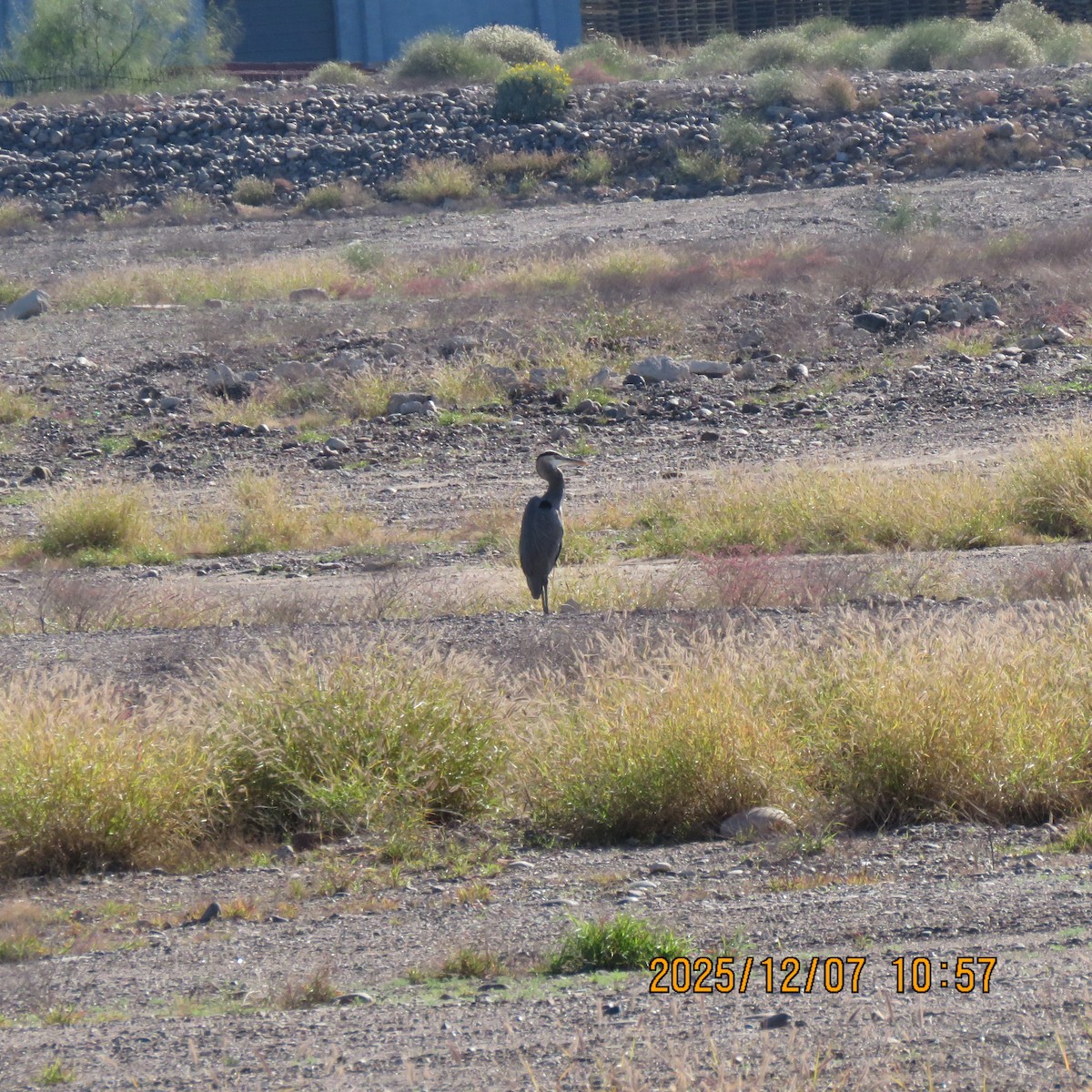 Great Blue Heron - ML646591543