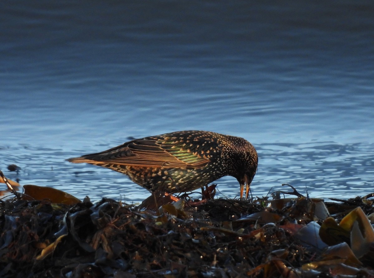 European Starling - ML646591547