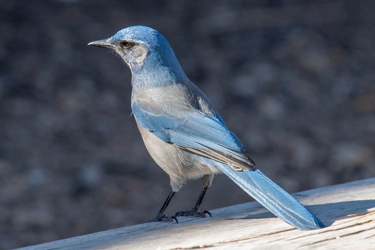 Woodhousehäher - ML646591550