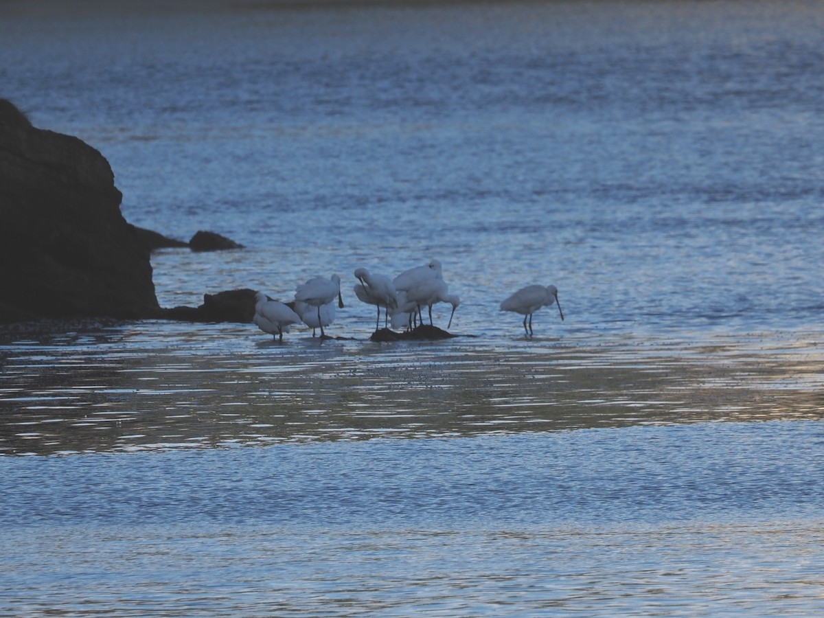 Eurasian Spoonbill - ML646591553