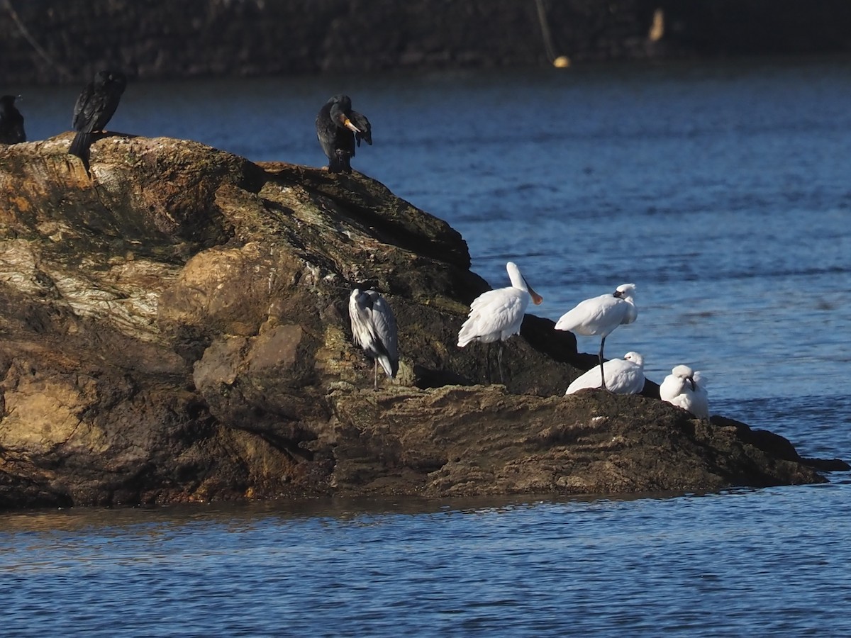 Eurasian Spoonbill - ML646591554
