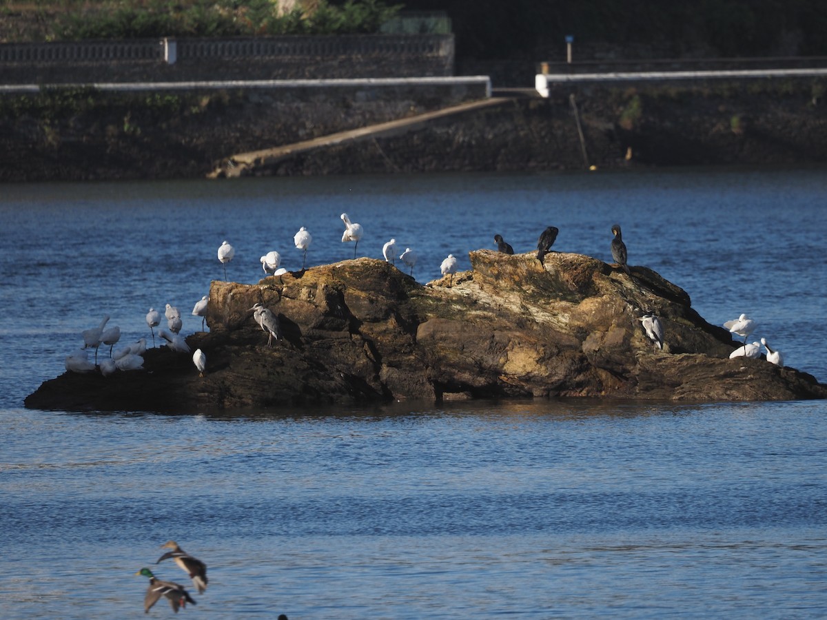 Eurasian Spoonbill - ML646591555