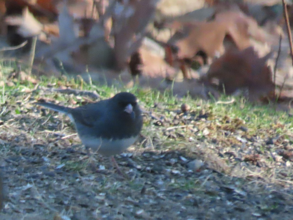 ユキヒメドリ - ML646591558