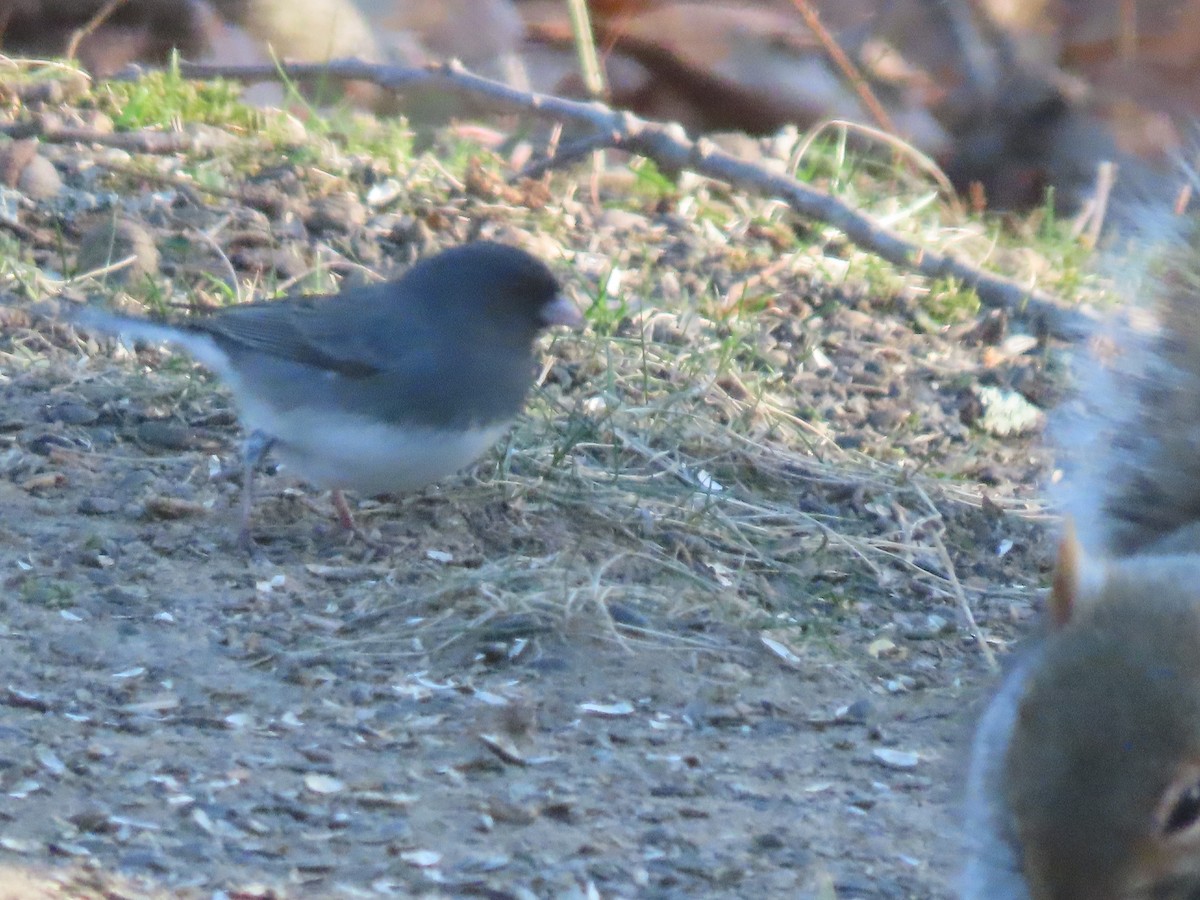 ユキヒメドリ - ML646591559