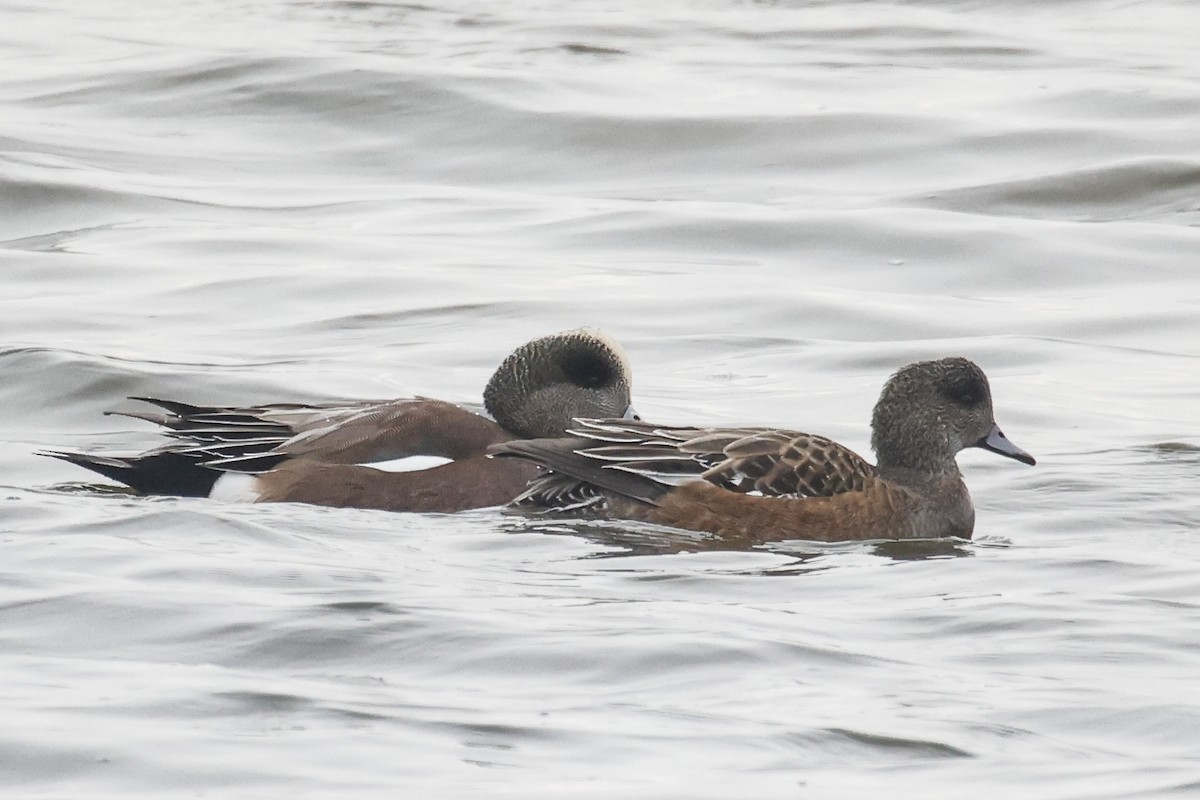 American Wigeon - ML646591563