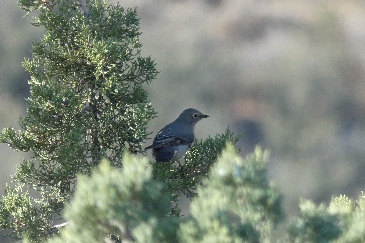 Townsend's Solitaire - ML646591565