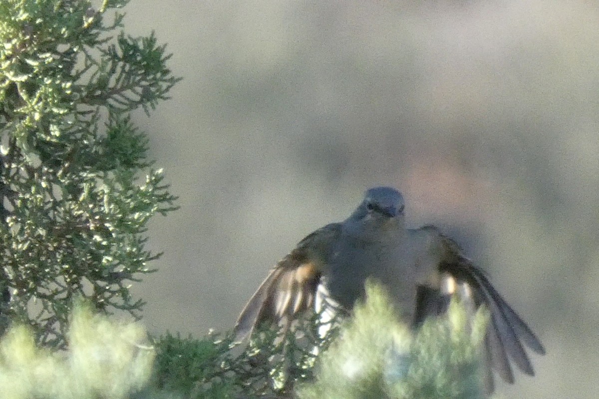 Townsend's Solitaire - ML646591566
