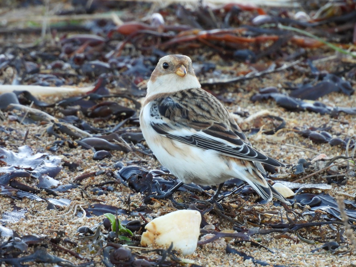Snow Bunting - ML646591567