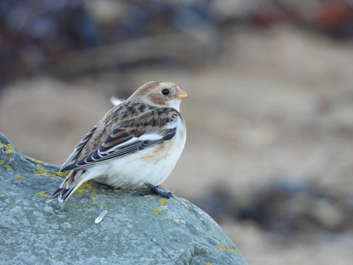 Snow Bunting - ML646591568