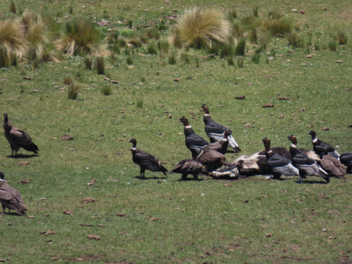 Andean Condor - ML646591569