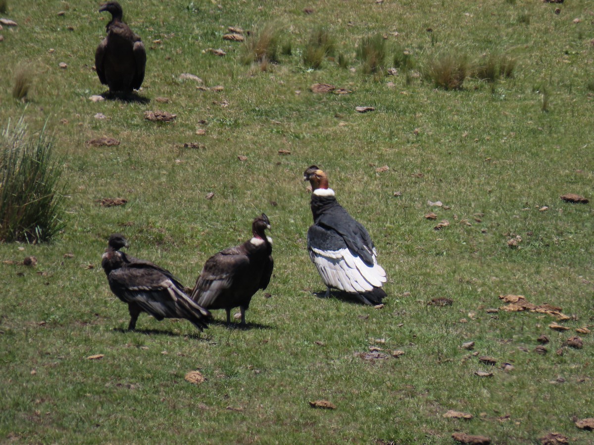 Andean Condor - ML646591570
