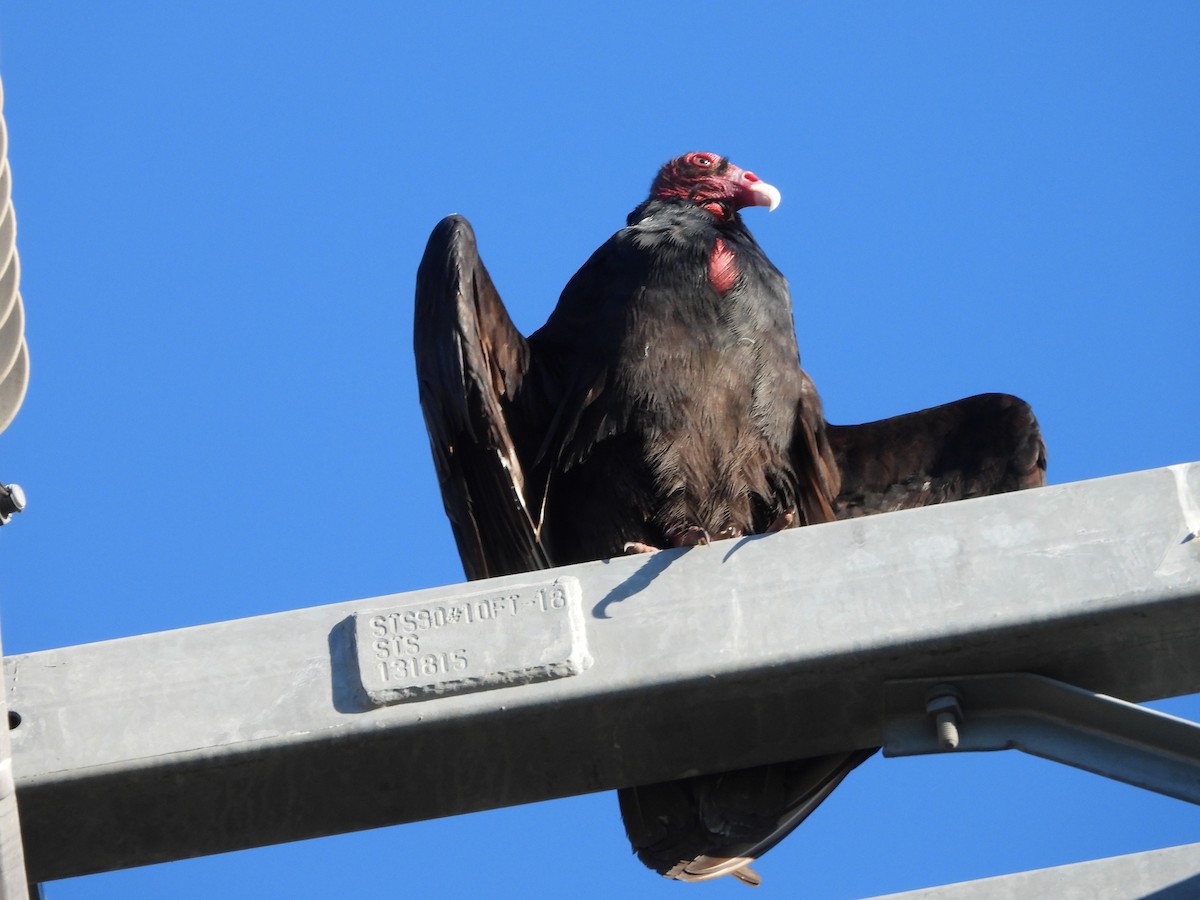 Turkey Vulture - ML646591576