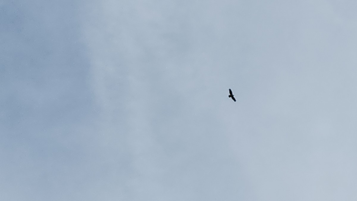 Bald Eagle - ML646591577