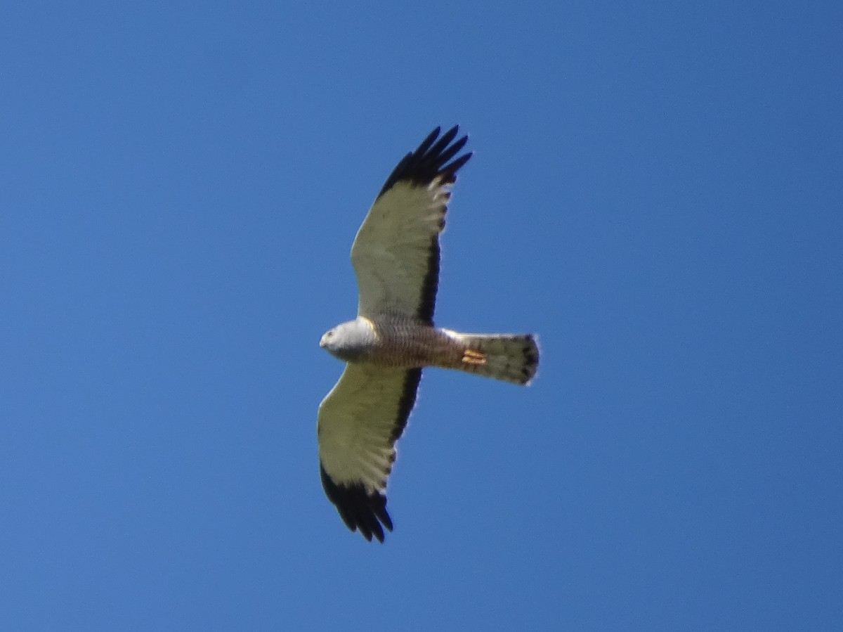 Cinereous Harrier - ML646591584