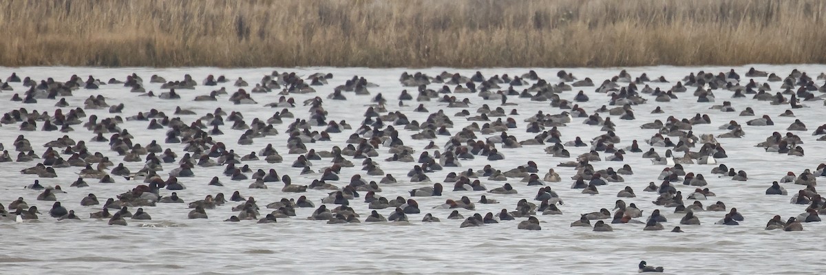 Redhead - ML646591585