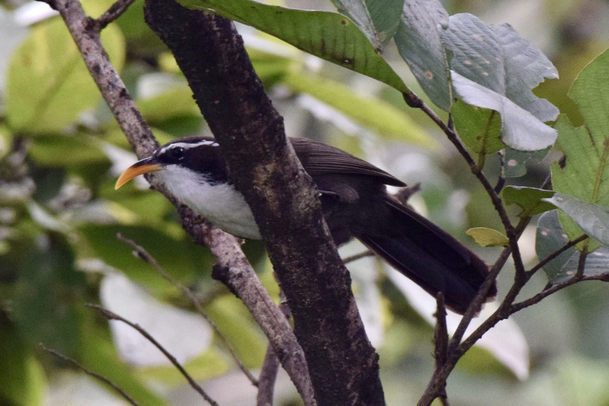 Indian Scimitar-Babbler - ML646591586