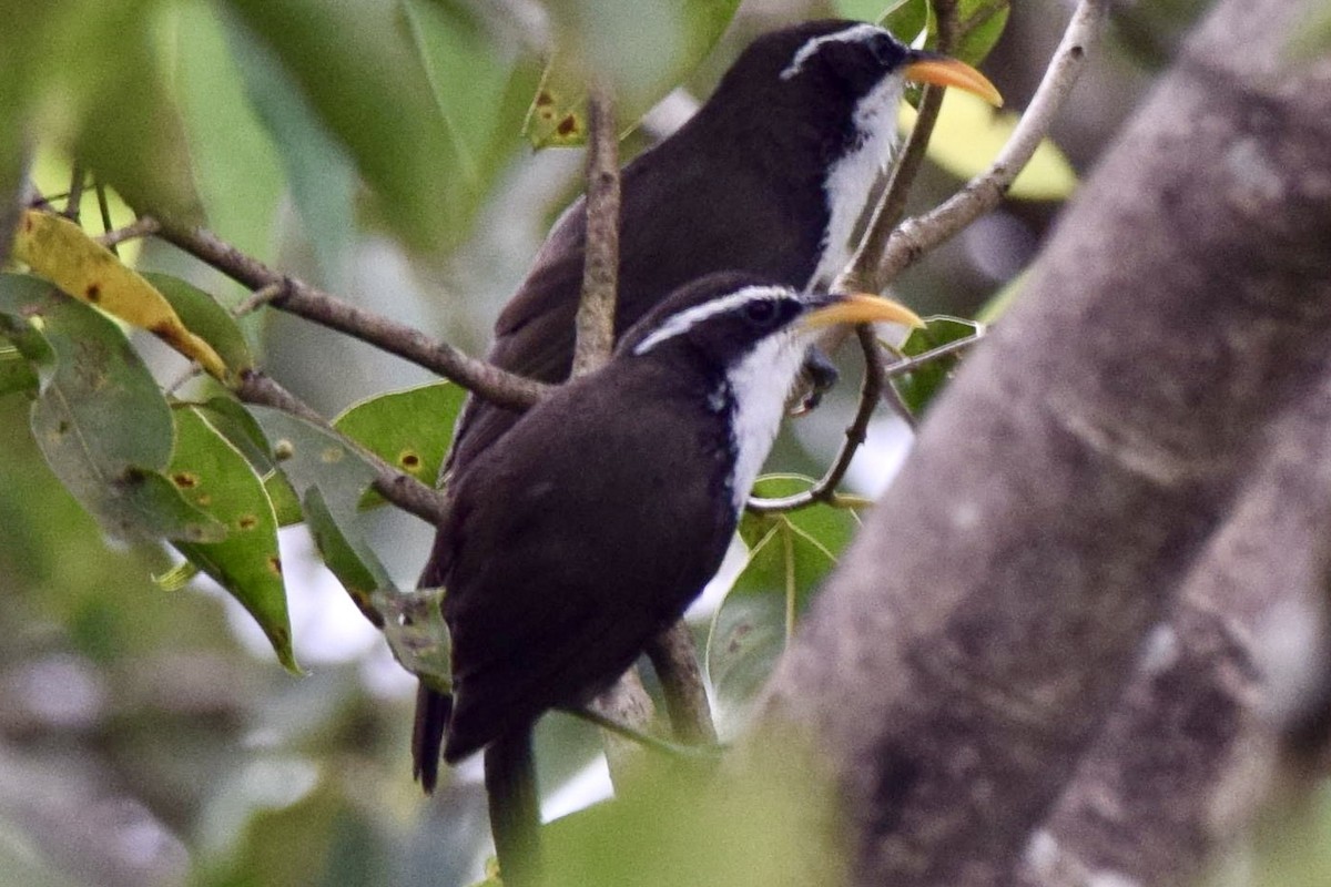 Indian Scimitar-Babbler - ML646591587