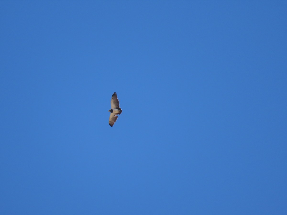 Black-chested Buzzard-Eagle - ML646591588