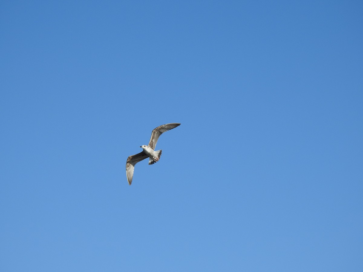 Gaviota Patiamarilla - ML646591607