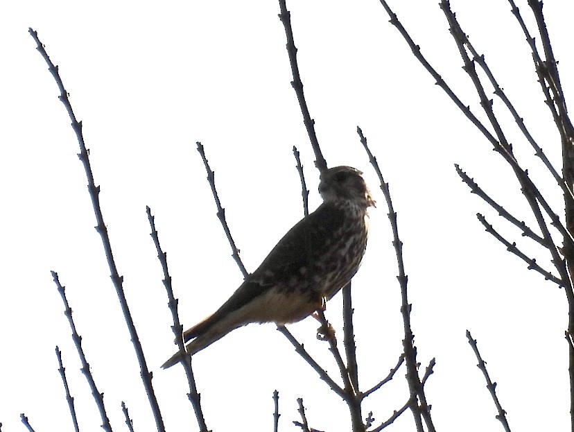 Merlin - ML646591609