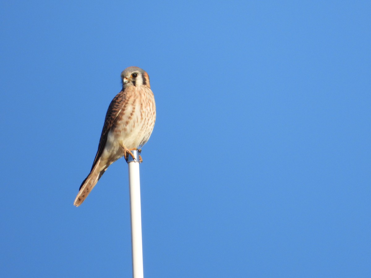 American Kestrel - ML646591610