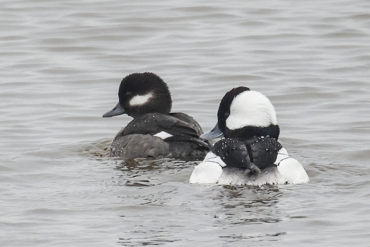 Bufflehead - ML646591611