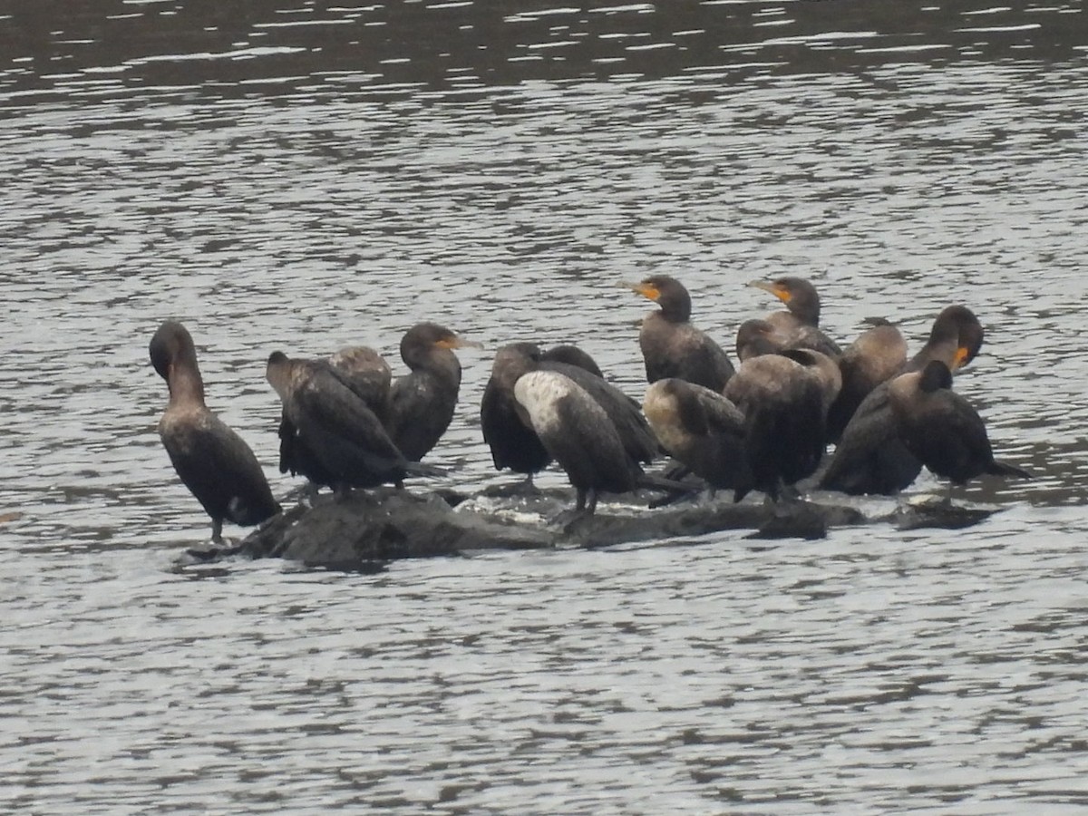 Kulaklı Karabatak - ML646591612