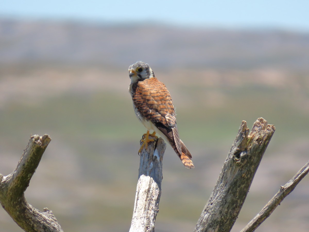 American Kestrel - ML646591613