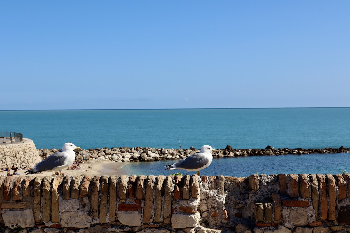 Yellow-legged Gull - ML646591614