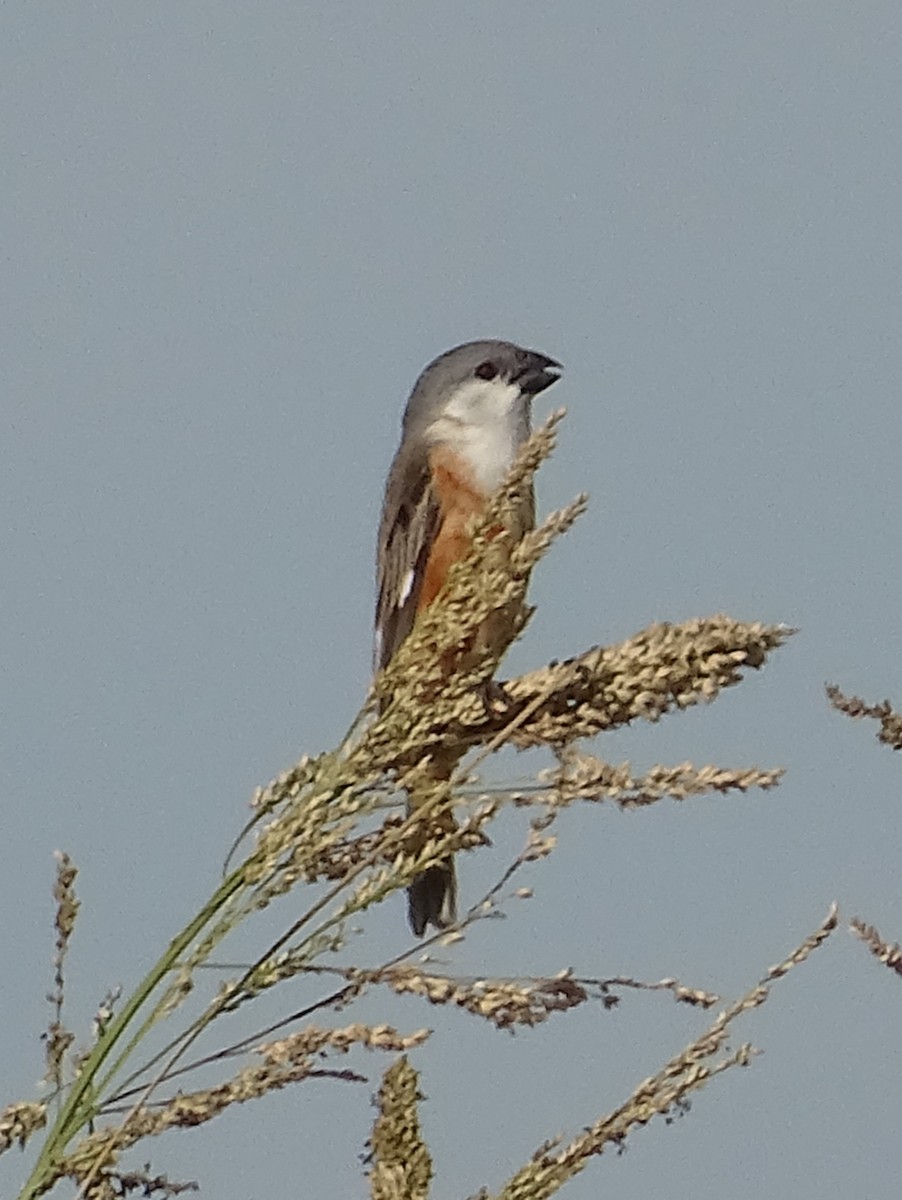 Marsh Seedeater - ML646591615