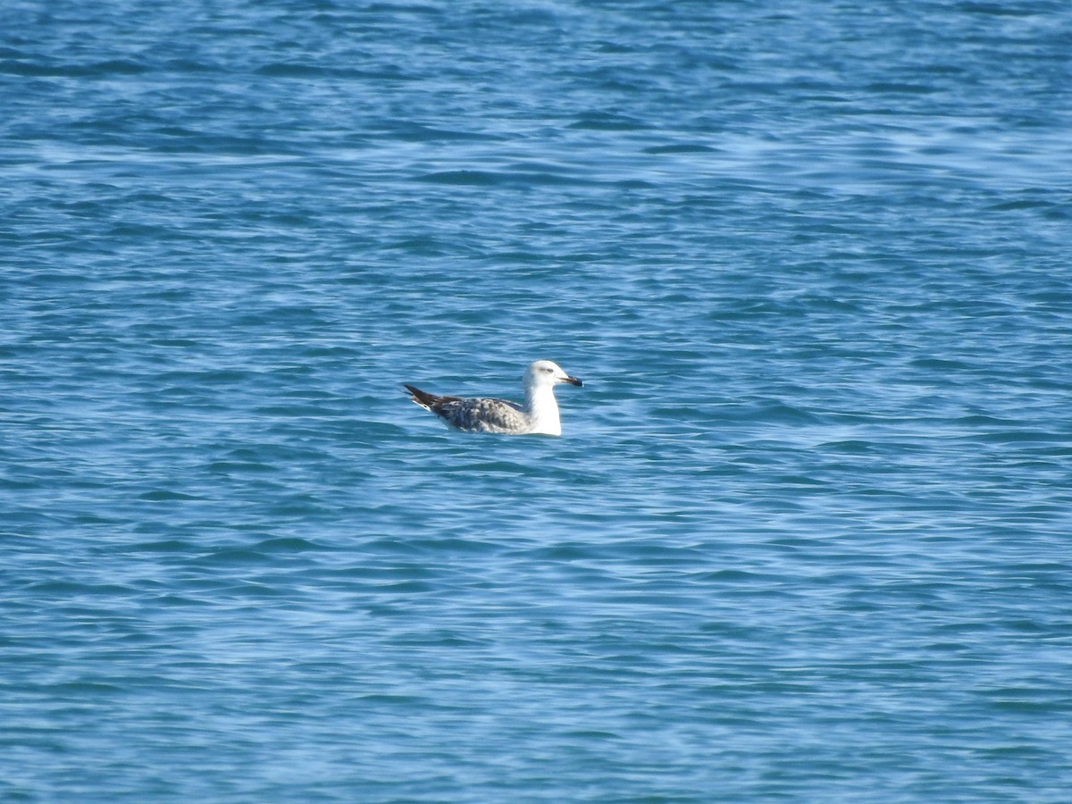 Gaviota Patiamarilla - ML646591616