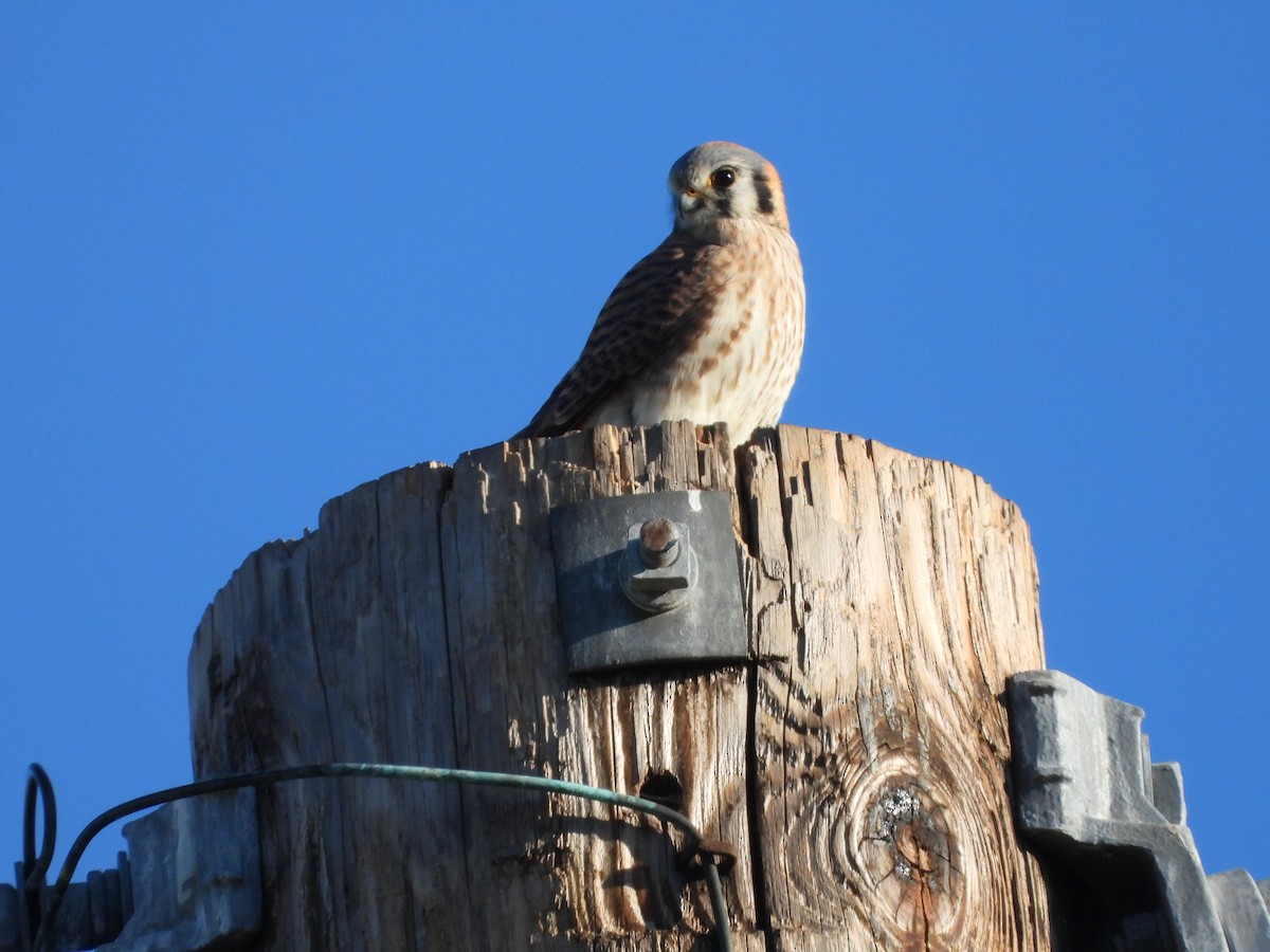 American Kestrel - ML646591617