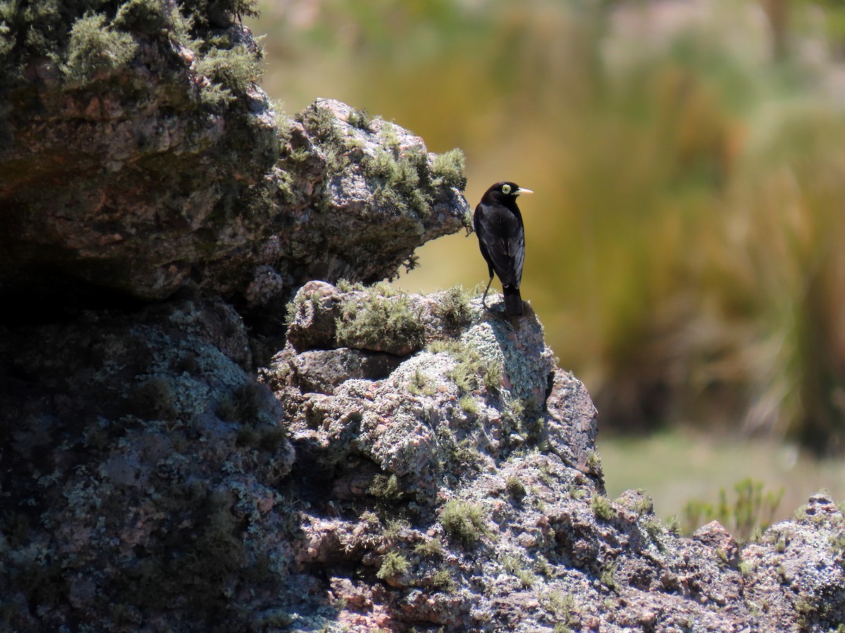 Spectacled Tyrant - ML646591618