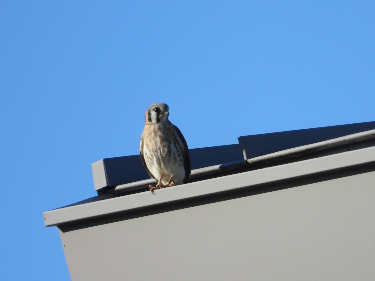 American Kestrel - ML646591619